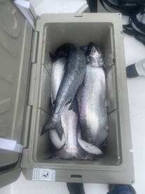 Big king salmon have showed back up to w