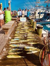 Mahi Mahi So Nice they named it Twice