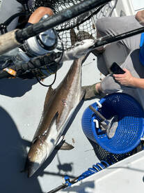 Poquoson Report Photo 2