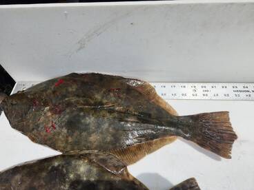 St. Augustine Report Photo 2