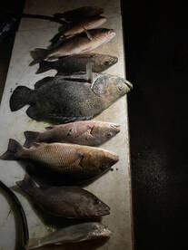 Summer snapperbite!!!