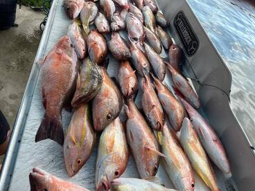 Wide variety of Snappers
