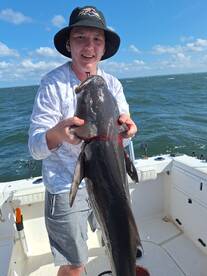 Cobia are on the move 
