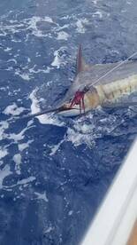 350lbs Blue Marlin released on Nambas