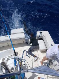 Blue Marlin release