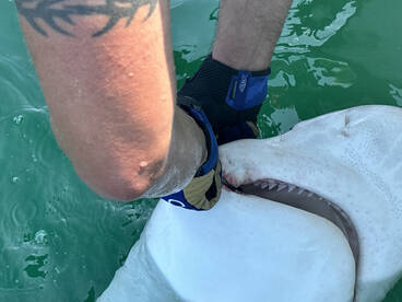 Montauk Report Photo 1