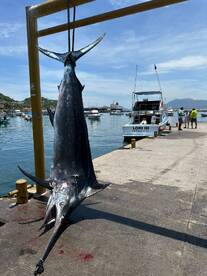 Manzanillo Report Photo 2