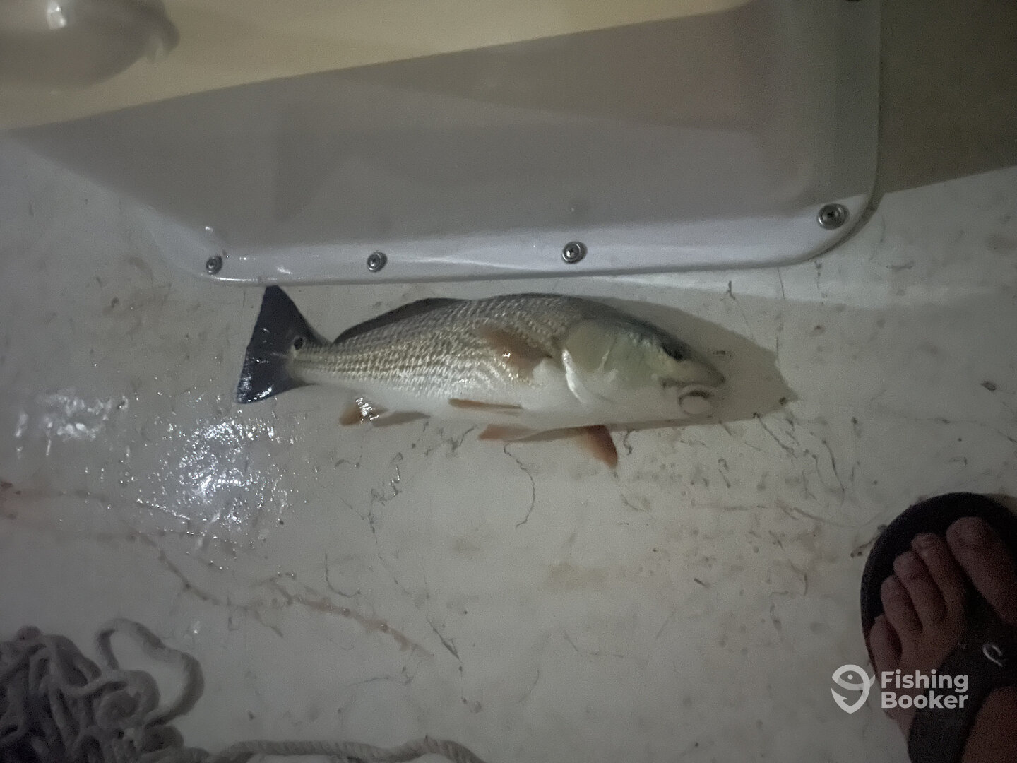 Morehead City Report Photo 0