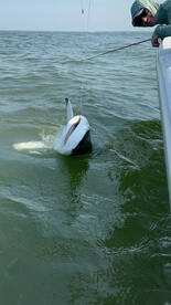 ITS JULY AND THE BIG FISH ARE CHEWING 