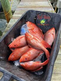 Red snapper day 2024