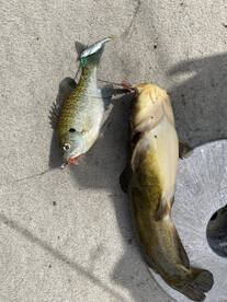 Lawton Report Photo 2