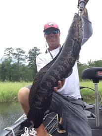 Snakehead Myths abd facts 