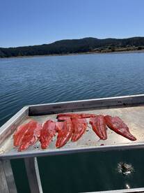 Nice red coho fillets! 