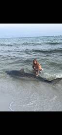 Destin Report Photo 1