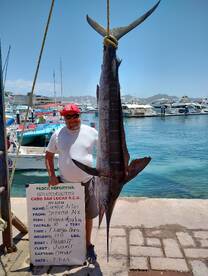 Cabo San Lucas Report Photo 2
