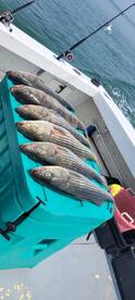 Great Fishing for our recent Groups!