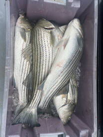 Greenport Report Photo 2