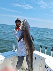 Cobia are on...