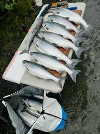 Kenai Report Photo 1