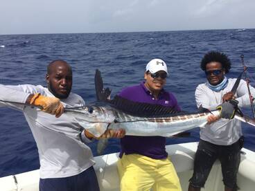 2 weeks with white Marlins daily.