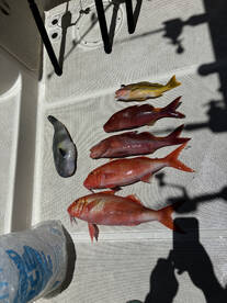 Kailua-Kona Report Photo 2