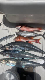 Summer slam kingfish are biting and some