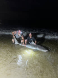 Got them on 2 tigers and 1 sandbar shark