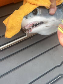 We Crushed The Bonito