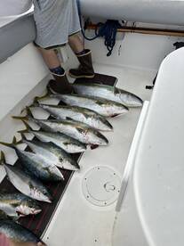 Yellowtail are still here