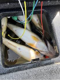 The Walleye Are Biting!!!