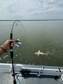 Shark fishing has been fantastic!!