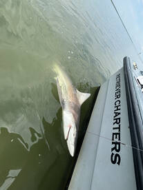 Brigantine Report Photo 2