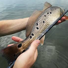 Palmetto Report Photo 2