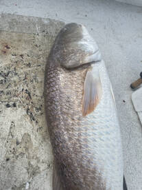 Drag screaming Redfish