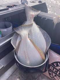 Big Halibut are here!!!