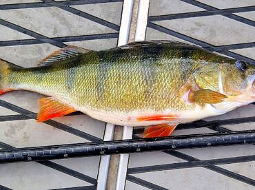 Big Pearch!