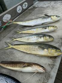 Everyone was catching