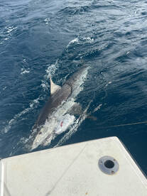 Fort Lauderdale Report Photo 2