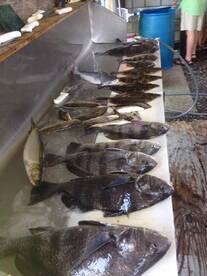 Biloxi Ms. Fishing is GOOD