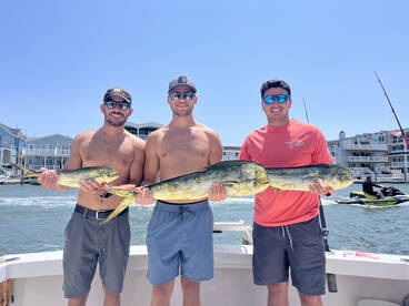 Mahi are finally here!