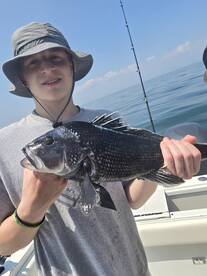Striped bass and black sea bass