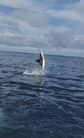 Quepos Report Photo 2