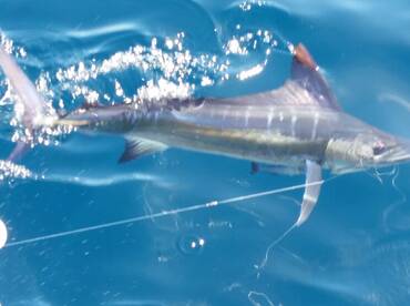 Cabo San Lucas Report Photo 2
