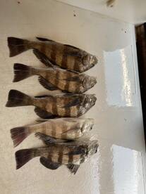 Port Aransas Report Photo 1