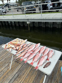 Still a bunch of nice red snapper out th