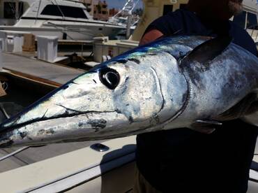 Cabo San Lucas Report Photo 2