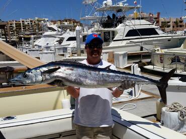 Voracious Palagics!!