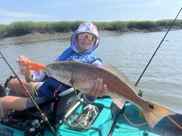 Big redfish chewing live shrimp