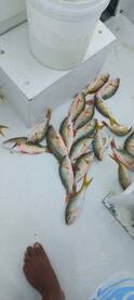 San Pedro Report Photo 2