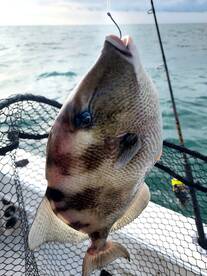 Murrells Inlet Report Photo 1